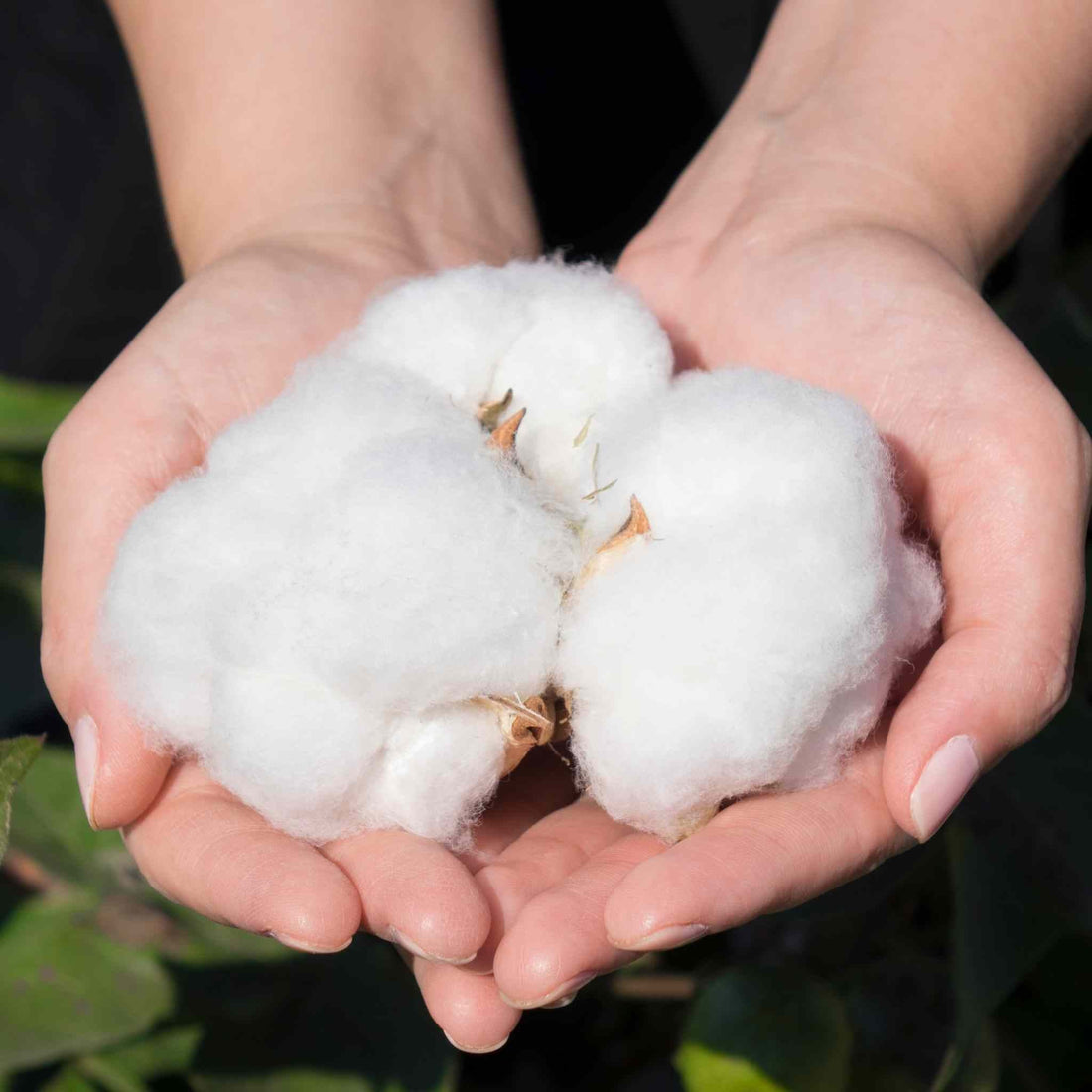 Quel coton choisir pour vos vêtements ?